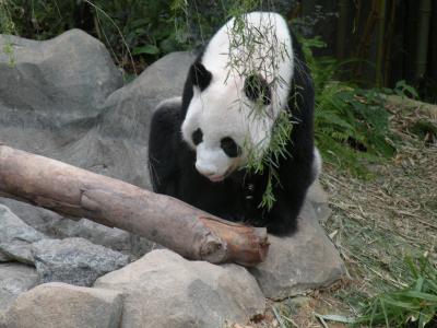 熊猫, 河野生动物园, 新加坡, 动物, 熊猫-动物, 哺乳动物, 熊