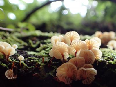 新西兰, 科罗曼德森林公园, 灌木真菌