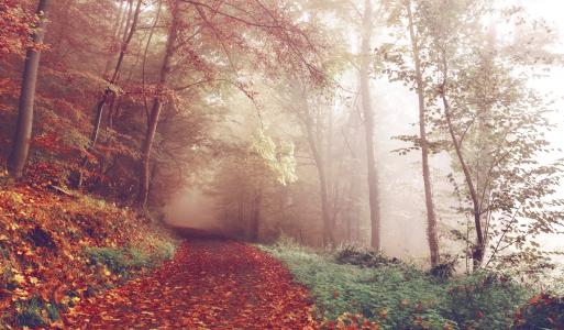 路径, 伍兹, 秋天, 行人路, 森林, 树木, 秋天