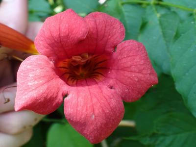 常见的密苏里州花, 粉红色的花, 植物, 花园, 粉红色的花朵, 自然, 粉色