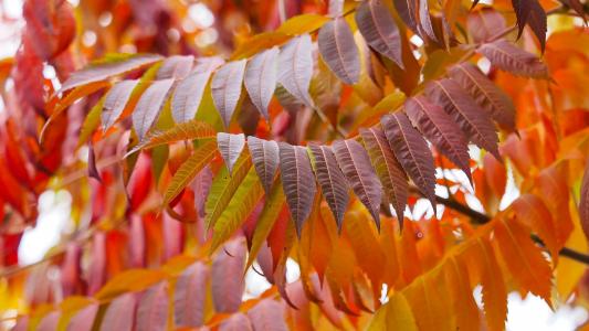 漆树叶, 鹿角, 红叶, 秋天, 秋天的落叶, 红叶, 秋天的叶子