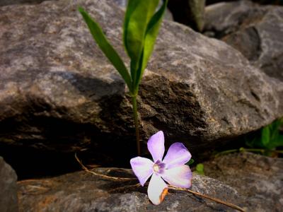 花, 开花, 绽放, 紫色, 丁香, 投标, 石头