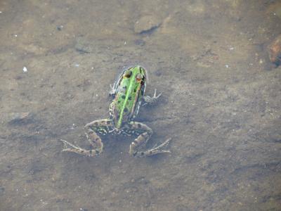 青蛙, 两栖类动物, 动物, 自然, 绿色, 野生动物, 水