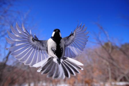 夜鸟, 新增功能, 翼, 鸟类, 那一刻, 动物, 天空