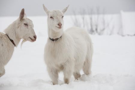 山羊, 白色, 山羊, 雪, 狗项圈, 寒冷的温度, 冬天