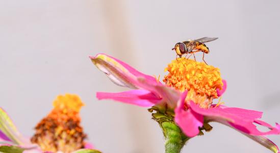 蜜蜂, 花, 自然, 开花, 夏季, 黄色