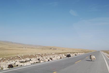 青藏高原, 羊群, 公路, 道路, 自然, 沙漠, 动物