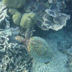马尔代夫, 水龟, 天堂, 海, 珊瑚礁, 假日, 自然