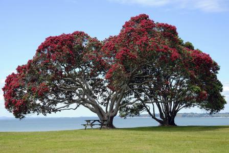 pohutukawa 树, 传统, 圣诞节, 新西兰, 猕猴桃, 图标, 符号