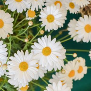 黛西, 花, 自然, 春天, 花香, 植物, 白色
