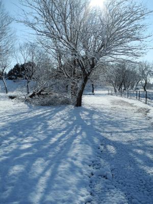 雪, 冬天, 树木, 白雪皑皑, 感冒, 嗖嗖声, 12 月