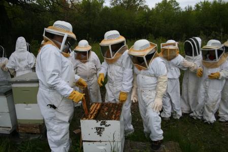 蜂蜜蜂, 蜜蜂, 蜂蜜, 蜂窝状, 蜂巢