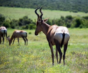 红羚, 羚羊, 野生动物园, 野生动物, 喇叭, 南非