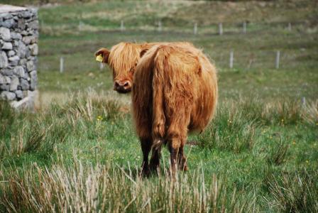 母牛, 毛茸茸的母牛, 草甸