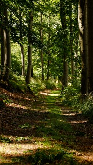 路径, 木材, 森林, 线索, 徒步旅行, 树, 阳光