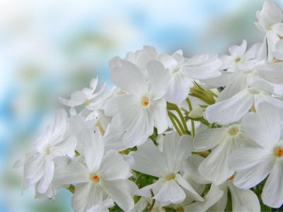 花, 自然, 春天, 白色, 植物, 福禄考, 开花