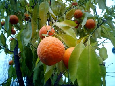橘子, 树木, 果树, 纳兰霍, 树, 自然, 水果