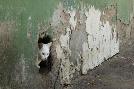 猫, 墙上, 孔, 惊喜, 老, 废墟