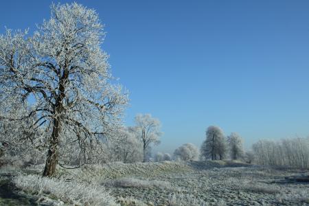 冬天, 冬季景观, 自然, 雪, 雪景, 树木