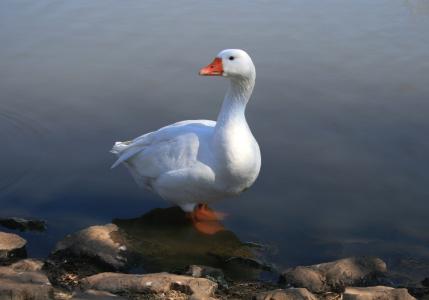 白鹅, 站在水中, 池塘, 家禽, 美丽的生物, 长颈, 期待
