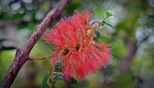 myrtaceae, 默特尔厂, 红色, 开花, 绽放, 笔刷, 观赏