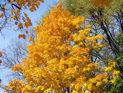 秋天, 秋天, 枫树, 树, 叶子, 黄色