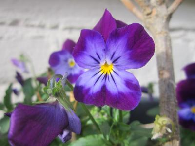 三色堇, 紫色, 紫色的花, 花, 春天, 夏季, 花园