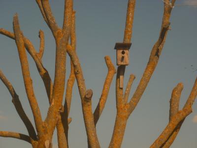 树木, 生活, 克里米亚半岛, 树