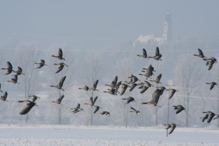 野鹅, 飞, 冬天, 鹅, 鸟类, 群鸟, 群