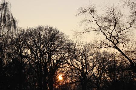 日落, 冬天, 树木, 太阳, 天空, 树, 自然