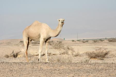 骆驼, 单峰骆驼, 一个驼峰, 野生动物, 沙子, 荒野, 运输