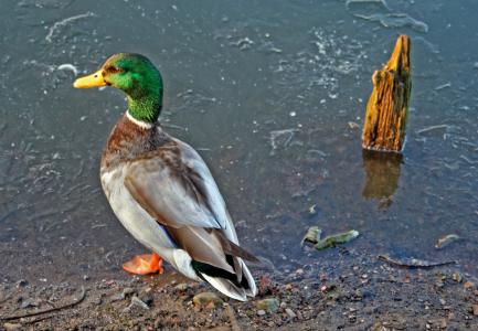 鸭, 池塘, 冻结, 感冒, 自然, 水, 动物