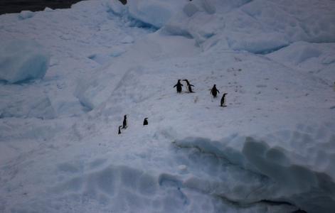 企鹅, 南极洲, 企鹅, 动物, 鸟, 感冒, 野生动物