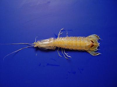螳螂虾, 墨西哥海湾, 海洋, 甲壳动物, 捕食者