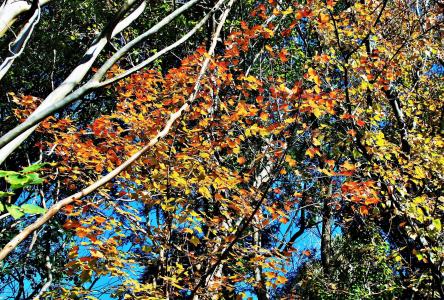秋天, 分支机构, 树, 树枝, 叶子, 橙色, 黄色
