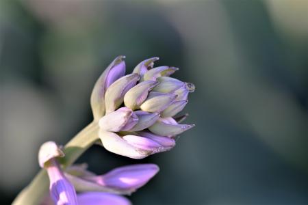 霍斯塔什, 花, 植物, 自然, 紫色, 开花, 绽放