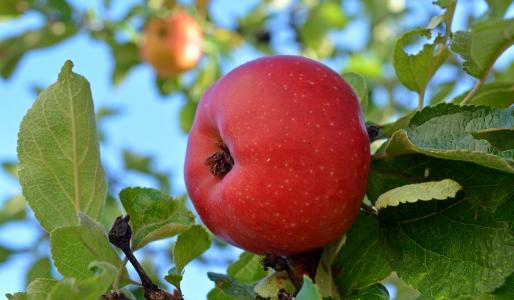 苹果, danziger 康德苹果公司, 水果, 美味, 水果, 树上苹果, 食品
