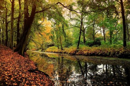 自然, 叶, 落叶林, 秋天的动机, 秋天, 森林, 树