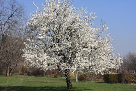 树, 白色, 白色的花, 自然, 公园, 春天, 字段