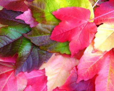 爬山锦, 弗吉尼亚爬山虎, 秋天, 秋天, 多彩, 叶子, 叶着色