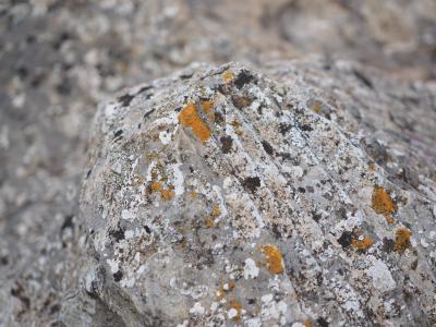 岩石, 石灰石, 编织, 橙色, 地衣, 普通 gelbflechte, xanthoria parietina