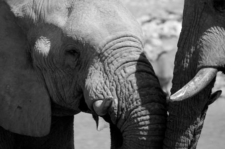 大象, 黑色和白色, 非洲, 野生动物, 纳米比亚, 埃托沙, 野生动物