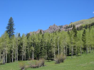 白杨, 树木, 山脉, 森林, 科罗拉多州, 伍兹, 景观