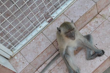 这只猴子, 泰国, 动物