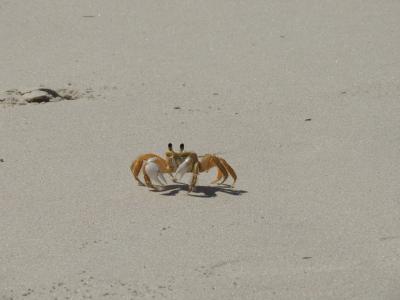 螃蟹, siri, 海滩, 沙子, 自然, 动物
