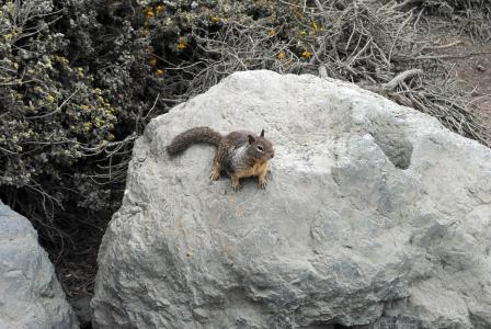 松鼠, 自然, 岩石, 啮齿类动物