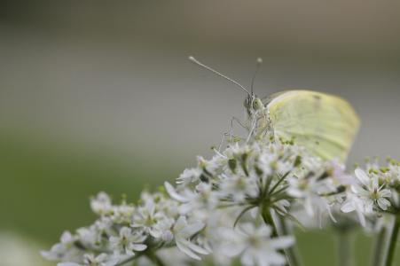 蝴蝶, 昆虫, 自然, 白色, 宏观