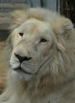 白色, 狮子, 脸上