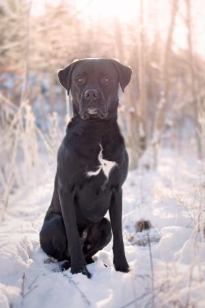 黑色, 狗, 日落, 动物, 冬天, 雪, 宠物