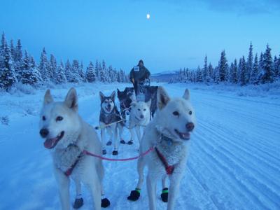 狗, 雪橇, 团队, 团队合作, 冬天, 雪, 阿拉斯加